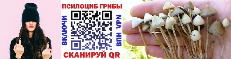 Галлюциногенные грибы Psilocybe где можно купить наркотик Ясногорск